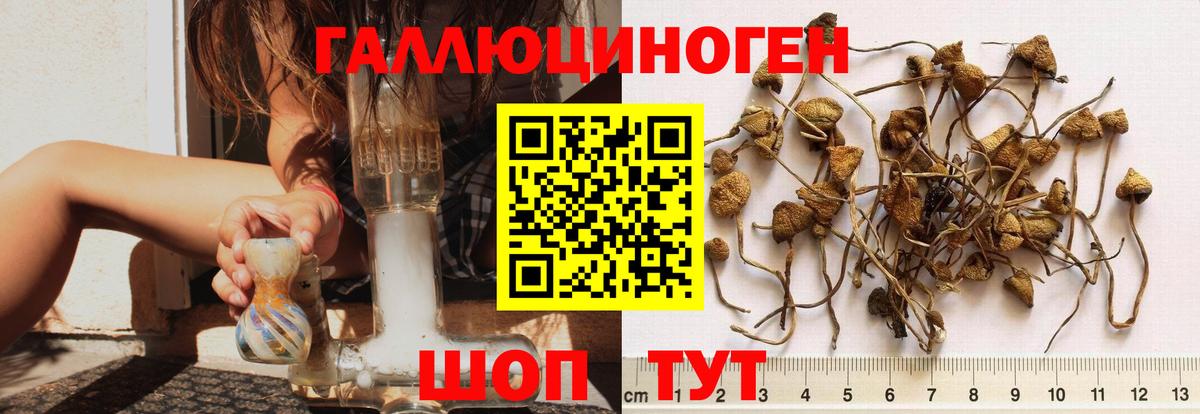 Псилоцибиновые грибы Psilocybine cubensis Саки